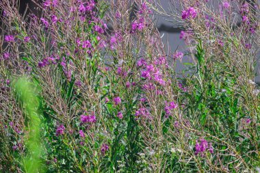 Taze yeşil sıvı bir çayırda çiçeklenirken küçük sevimli, çok renkli kır çiçekleri.