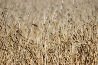 Katı sarı olgun buğday arka planı. Olgunlaşmış mahsulün yumuşak odak arkaplanı.