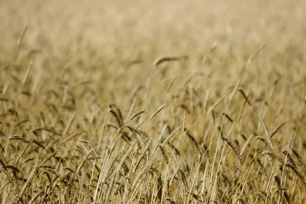 Solid Yellow Ripe Wheat Background Soft Focus Background Ripened Crop — Stock Photo, Image