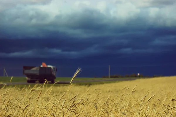 Stormy sky on a background of ripe yellow wheat in the field. A car rides along a road along a wheat field.