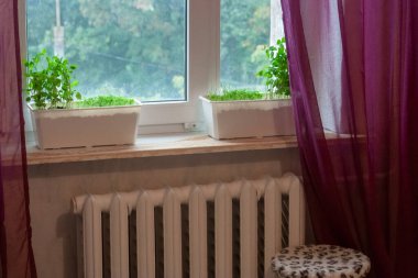 Odanın iç tarafındaki pencere pervazında fideleri olan iki uzun tencere var. Dairedeki bezelye sapları....