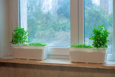 Odanın iç tarafındaki pencere pervazında fideleri olan iki uzun tencere var. Dairedeki bezelye sapları....