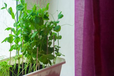 Pencere kenarındaki çok katlı bir binanın sıradan dairesinde içine sebze ve bezelye sapı ekilmiş beyaz bir tencere. Evde bahçıvanlık.