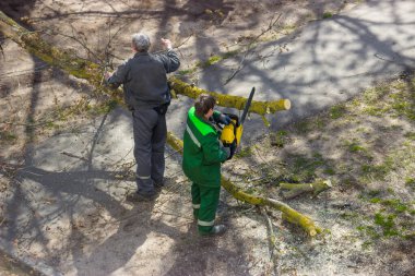 Kentsel peyzaj işçileri bir ağacın tehlikeli dallarını kesmek için çalışmalar yapıyorlar. Usta hastalıklı bir ağacın dallarını kesiyor..