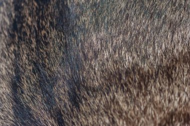 Arka plan deseni çizgili kedi kürkü, yün kaplama. Doku veya arkaplan için gri kedi kürklü makro fotoğraf