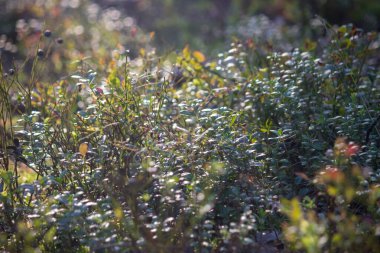 Kocaman böğürtlensiz yaban mersini çalıları. Gün batımında genç yaban mersini çalıları.