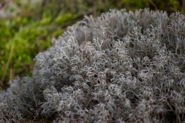 Lichen ya da Beyaz yosun, mantar ve mikroskobik yeşil alglerin yakın bir simbiyozu olan botanik sınıfından küçük yosun bitkileridir..