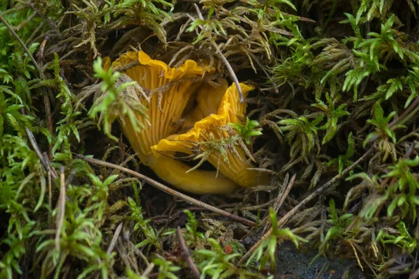 Dois Cogumelos Alaranjados Chanterelle Amarelos Brilhantes Estão Escondidos Sob Musgo — Fotografia de Stock