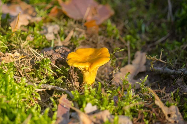 Pequeno Cogumelo Chanterelle Amarelo Alaranjado Resistente Cresce Musgos Molhados Raios — Fotografia de Stock