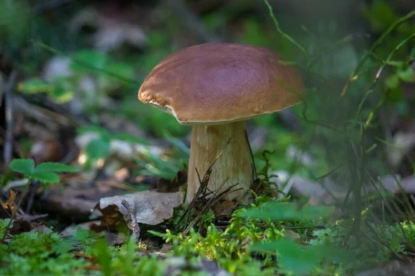 Boleto Cogumelo Marrom Bonito Forte Cresce Vegetação Floresta Cogumelo Branco — Fotografia de Stock