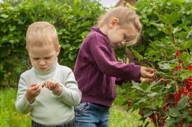 Küçük kız ve erkek kardeş heyecanla bir kasedeki çalılardan frenk üzümü topluyor. Doğaçlama araçlarla iyi motor becerilerin geliştirilmesi.