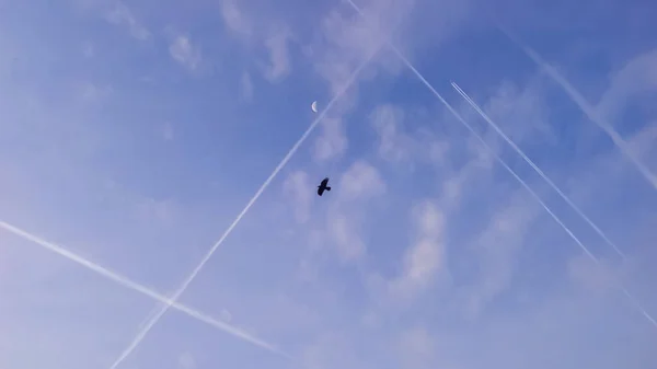 多くの結露 移動する航空機のジェットトラック 青い空の月と鳥と一緒に — ストック写真