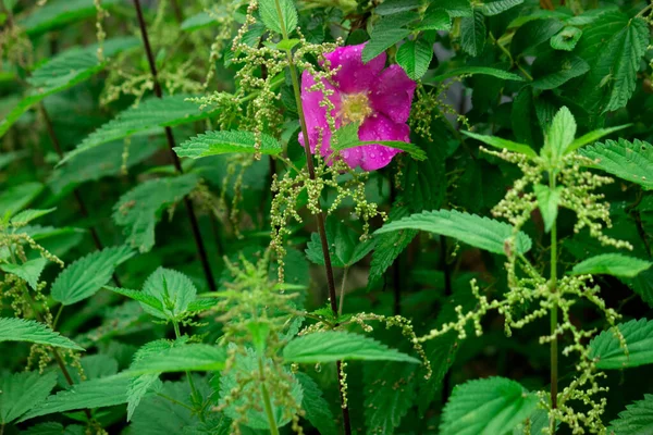 Прекрасный Нежный Розовый Цветок Шиповника Запутался Зарослях Зеленой Крапивы — стоковое фото