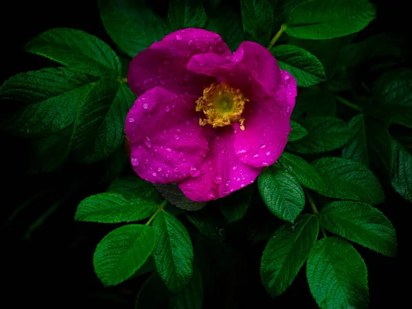 葉の濃い緑の背景に美しい繊細な半透明のピンクのバラの花 — ストック写真