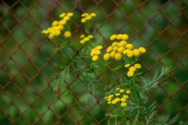 Common tansy - a plant with yellow flowers is used as an insecticidal agent against fleas and flies. Repellent. clipart