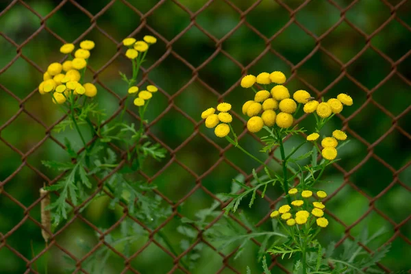 Vanlig Tansy Växt Med Gula Blommor Används Som Insektsdödande Medel — Stockfoto