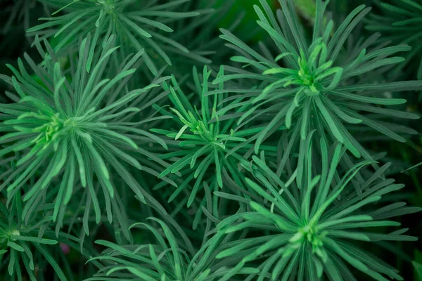 Draufsicht Auf Schöne Einheitliche Dunkelgrüne Muster Der Blätter Von Nadeln — Stockfoto