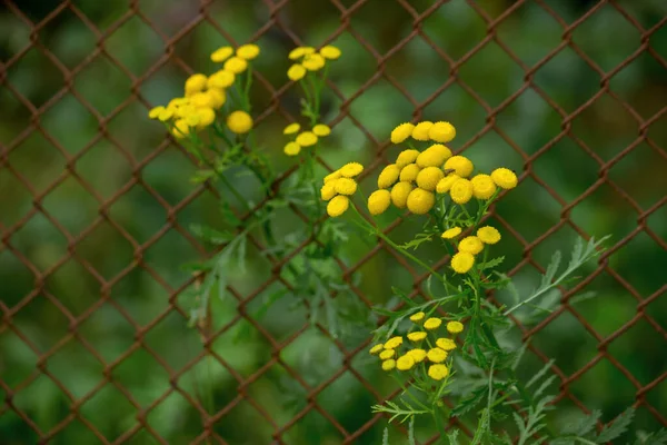 Gemeines Stiefmütterchen Eine Pflanze Mit Gelben Blüten Wird Als Insektizid — Stockfoto