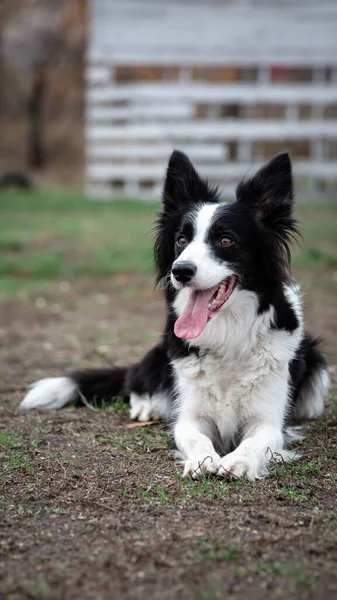 Köpek sınırındaki çoban köpeği beyazı siyah dili dışarı sarkmış çimenlerin üzerinde yatıyor.