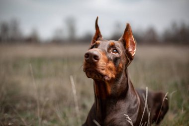 Köpek Dobermann Brown ve taba kırmızı kesilmiş portre kafa doberman
