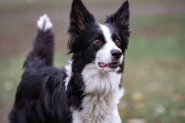 Köpek sınırındaki çoban köpeği beyaz siyah dili dışarıda çimlerin üzerinde duruyor.