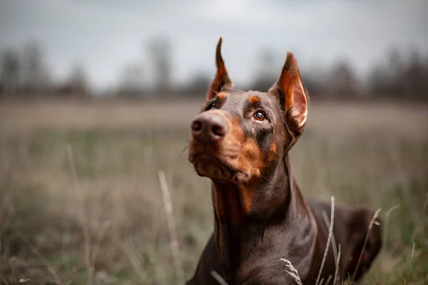 Собака Доберман коричневий і засмаглий червоний обрізаний портрет голова Доберман — стокове фото