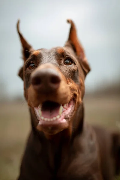 Dog dobermann brown and tan red cropped portrait head doberman — Stock Photo, Image