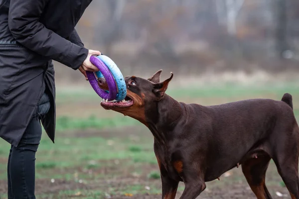 Hond doberman bruin en bruin rood bijgesneden spelen op gras met trainer — Stockfoto