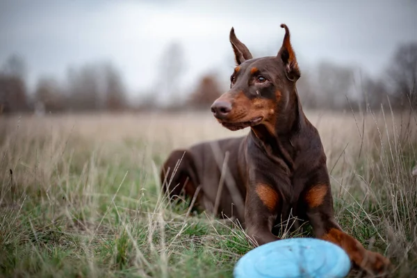 Köpek Dobermann kahverengi ve taba kırmızısı çimlerin üzerinde mavi frizbi ile yatıyor.