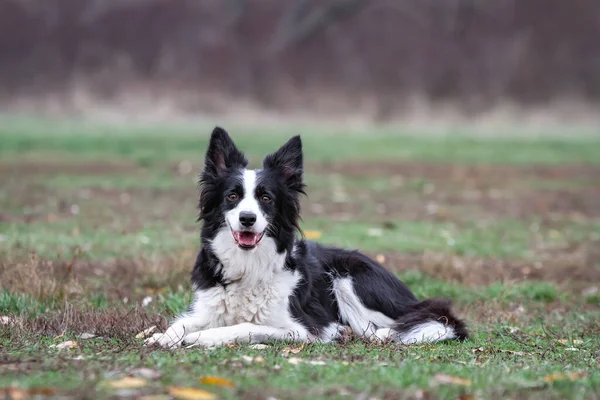 Perro frontera collie blanco negro se encuentra en el suelo en la hierba con su lengua colgando — Foto de Stock