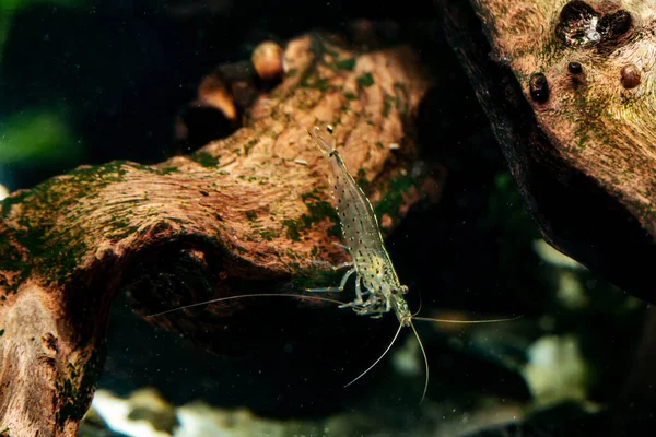 Amano Camarones Acuario Una Rama Cubierta Musgo Acuario Luz — Foto de Stock