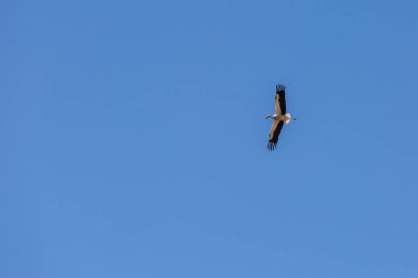 Mavi gökyüzüne karşı uçan yetişkin bir leyleğin görüntüsü