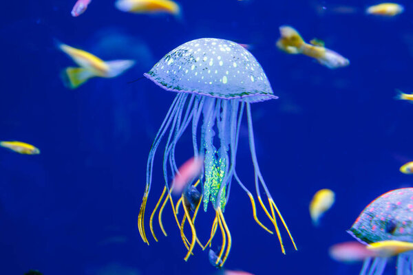 underwater life in an aquarium where corals and fish and jellyfish live