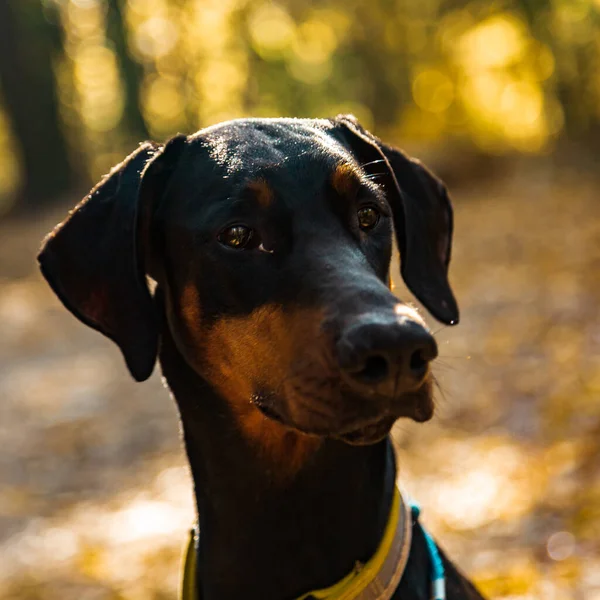 Svart Hund Doberman Bakgrunden Höstskogen — Stockfoto