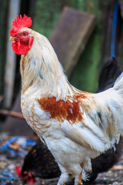 Yazın köyde kırmızı bir deniz tarağıyla bir horoz duruyor.