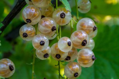 Yeşil yaprakların arka planındaki bir dalda şeffaf frenk üzümü.
