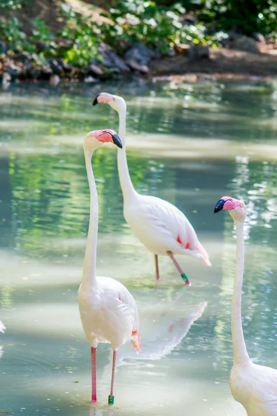 Біло Рожевий Фламінго Живі Птахи Ходять Воді Зоопарку Тепле Літо — стокове фото