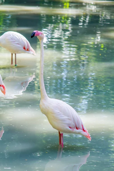 Біло Рожевий Фламінго Живі Птахи Ходять Воді Зоопарку Тепле Літо — стокове фото