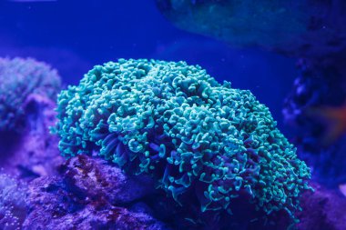 Mercanların, balıkların ve denizanalarının yaşadığı bir akvaryumda su altında yaşam.