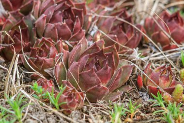 Dışarıda çimlerin üzerinde kırmızı bir gül yetişiyor.