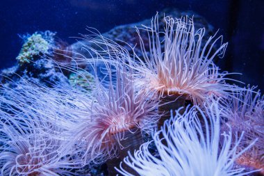 Mercanların, balıkların ve denizanalarının yaşadığı bir akvaryumda su altında yaşam.