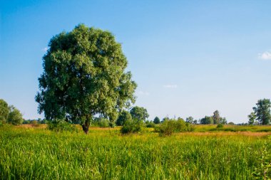 Yeşil yapraklı yalnız büyük bir ağaç yeşil bir tarlanın ortasında duruyor.