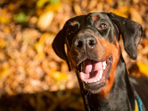 Sonbahar Ormanının Arka Planında Kara Köpek Doberman — Stok fotoğraf