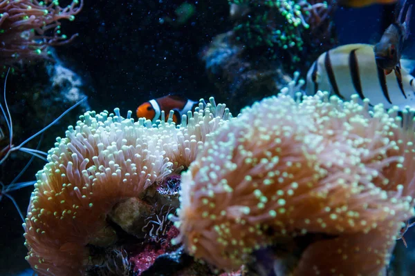 Vida Submarina Acuario Donde Viven Corales Peces Medusas — Foto de Stock