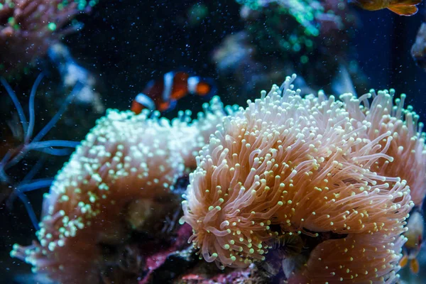 Vida Submarina Acuario Donde Viven Corales Peces Medusas — Foto de Stock