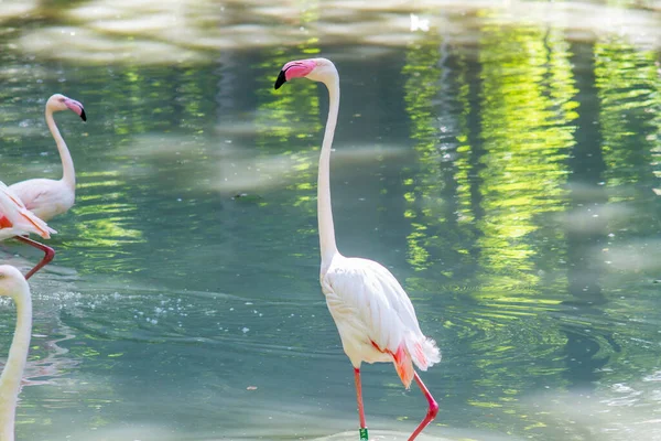 Aves Vivas Flamenco Blanco Rosa Caminan Agua Zoológico Verano Cálido — Foto de Stock