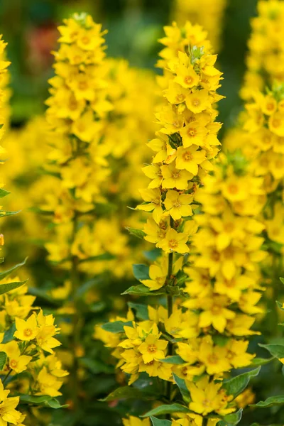 Fiori Verticali Gialli Vertebane Giardino Uno Sfondo Verde — Foto Stock