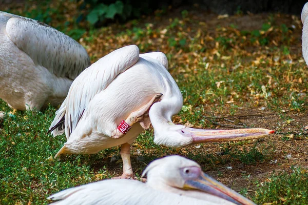 Живі Білі Дорослі Птахи Пелікани Очищають Своє Оперення Дзьобом Влітку — стокове фото