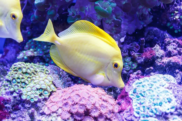 Vida Submarina Acuario Donde Viven Corales Peces Medusas — Foto de Stock