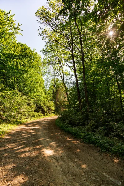 Landscape Mountain Forest Sunshine Dirt Road Clear Summer — Stock Photo, Image